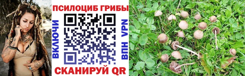 ссылка на мегу маркетплейс  Камбарка  Галлюциногенные грибы Psilocybe 
